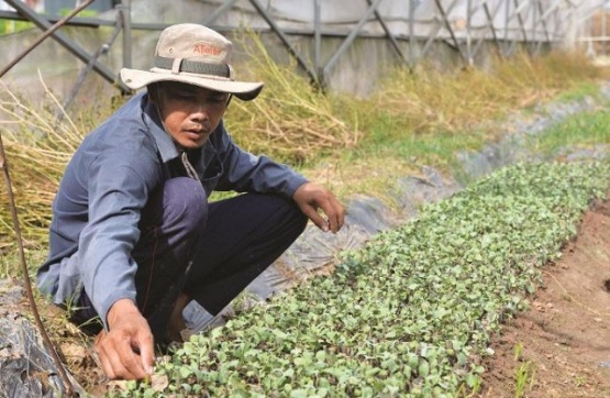 Vùng nguyên liệu: Khuyến khích tái cơ cấu nông nghiệp kém hiệu quả sang mô hình sản xuất nông nghiệp ứng dụng
